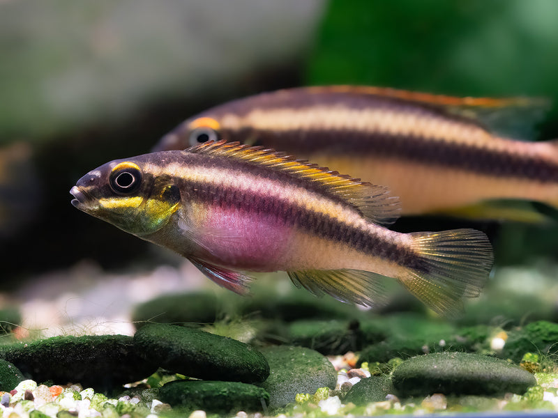 Pelvicachromis pulcher 'Ndonga'