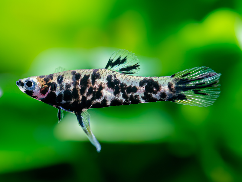 Gefleckter Kaudi