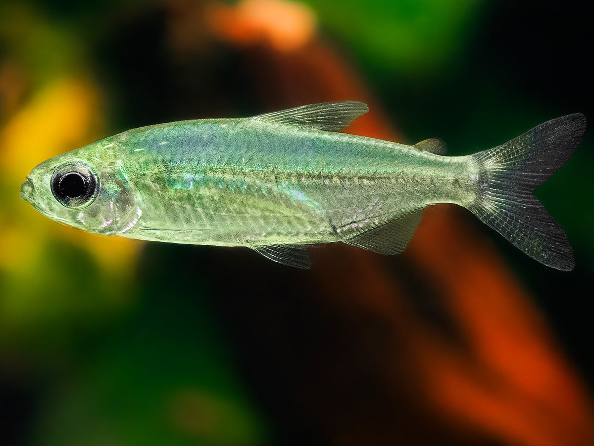 Phenacogrammus sp. Ndoba