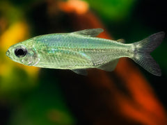 Phenacogrammus sp. Ndoba