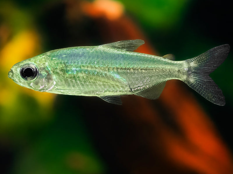 Phenacogrammus sp. Ndoba