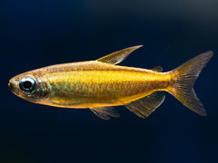 Goldener Kongosalmler