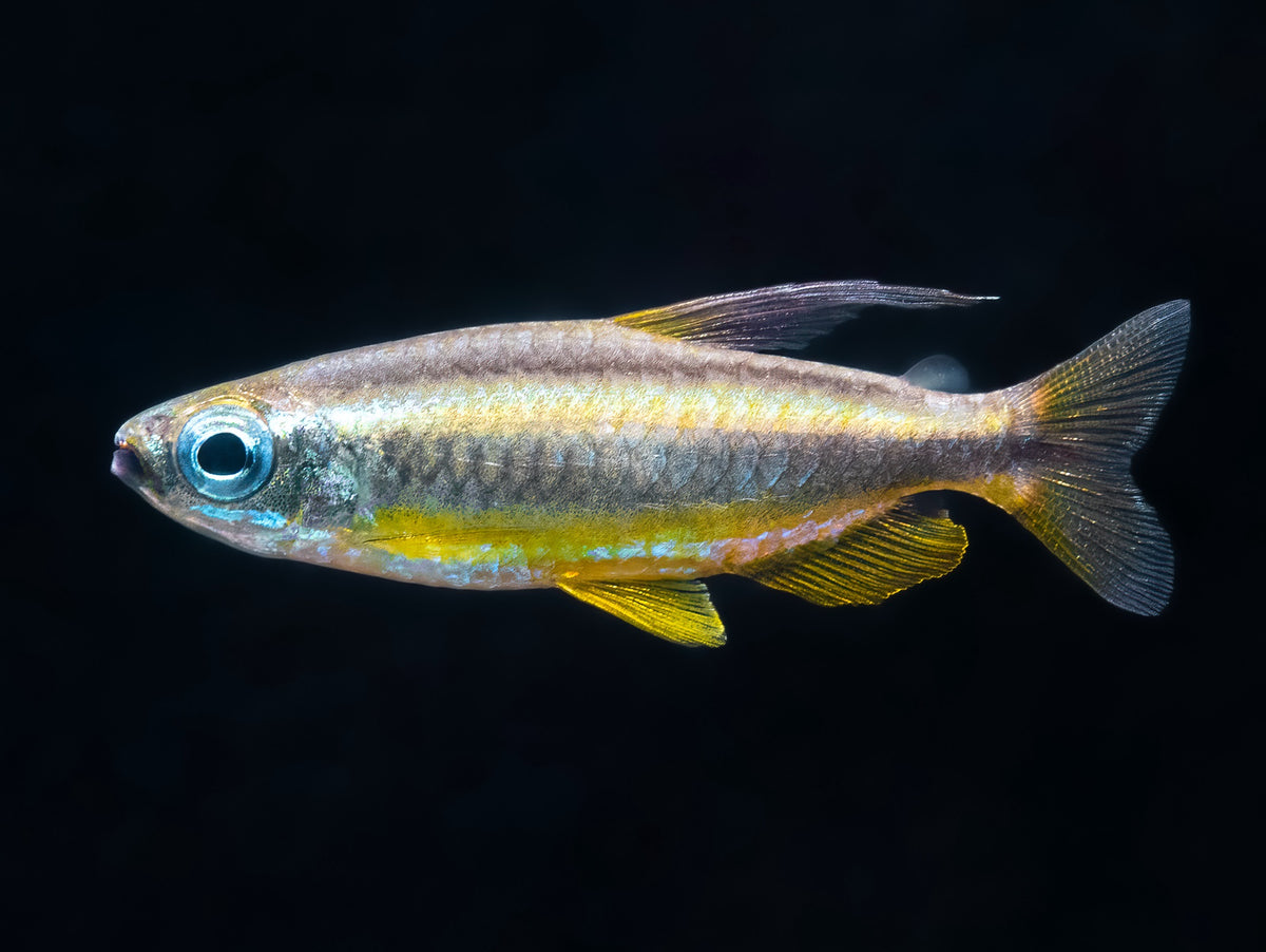 Phenacogrammus aurantiacus 'Super Ringo'