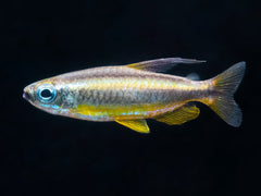 Phenacogrammus aurantiacus 'Super Ringo'