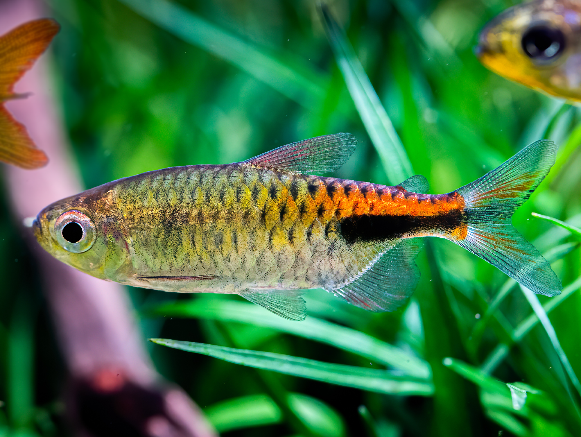 Phenacogrammus pulcher