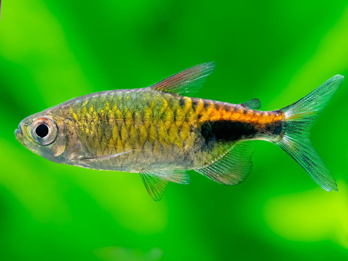 Phenacogrammus pulcher