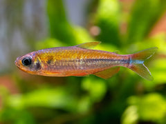 Phenacogrammus cf. fantastique 'Nioki'