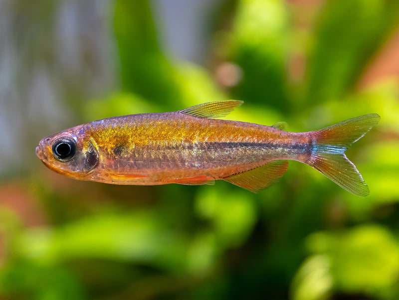 Phenacogrammus cf. fantastique 'Nioki'