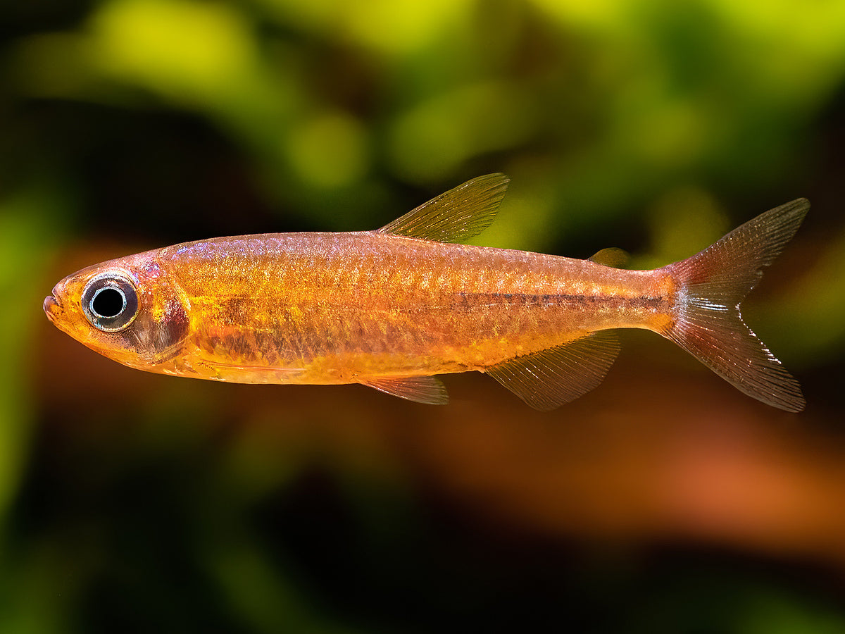 Phenacogrammus cf. fantastique 'Nioki'