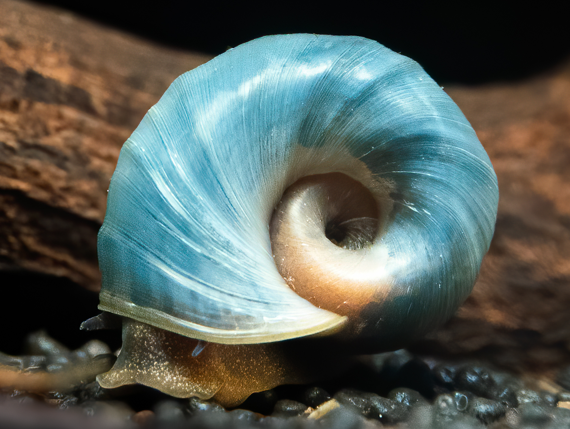 Avatar Posthornschnecke