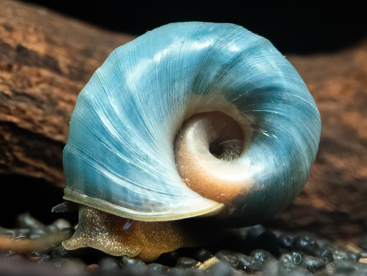 Avatar Posthornschnecke