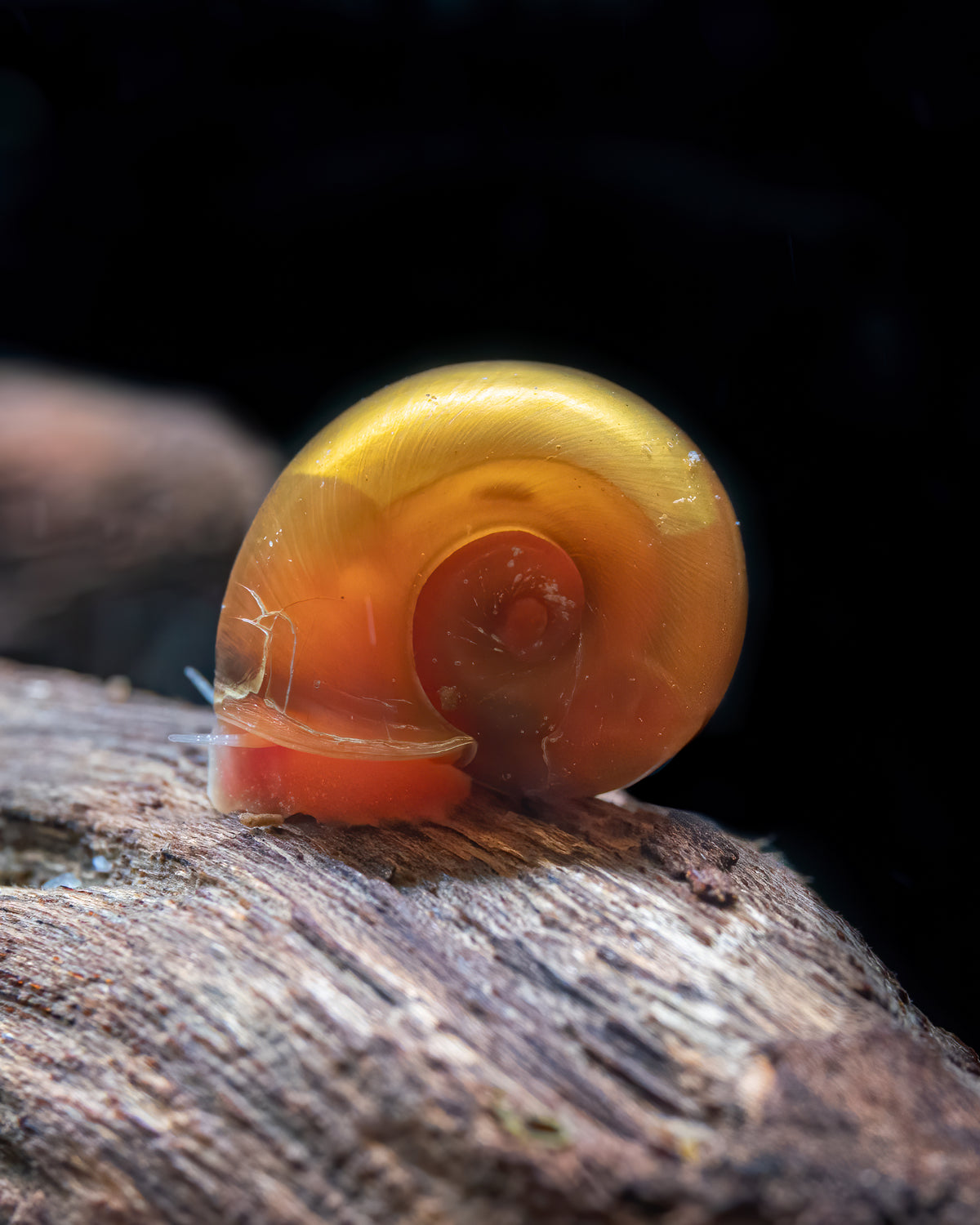 Hell Boy Posthornschnecke
