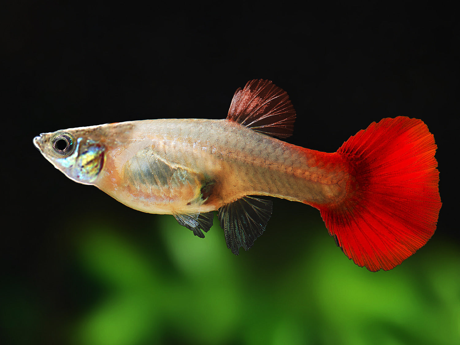Guppy Flamingo-rot Weibchen