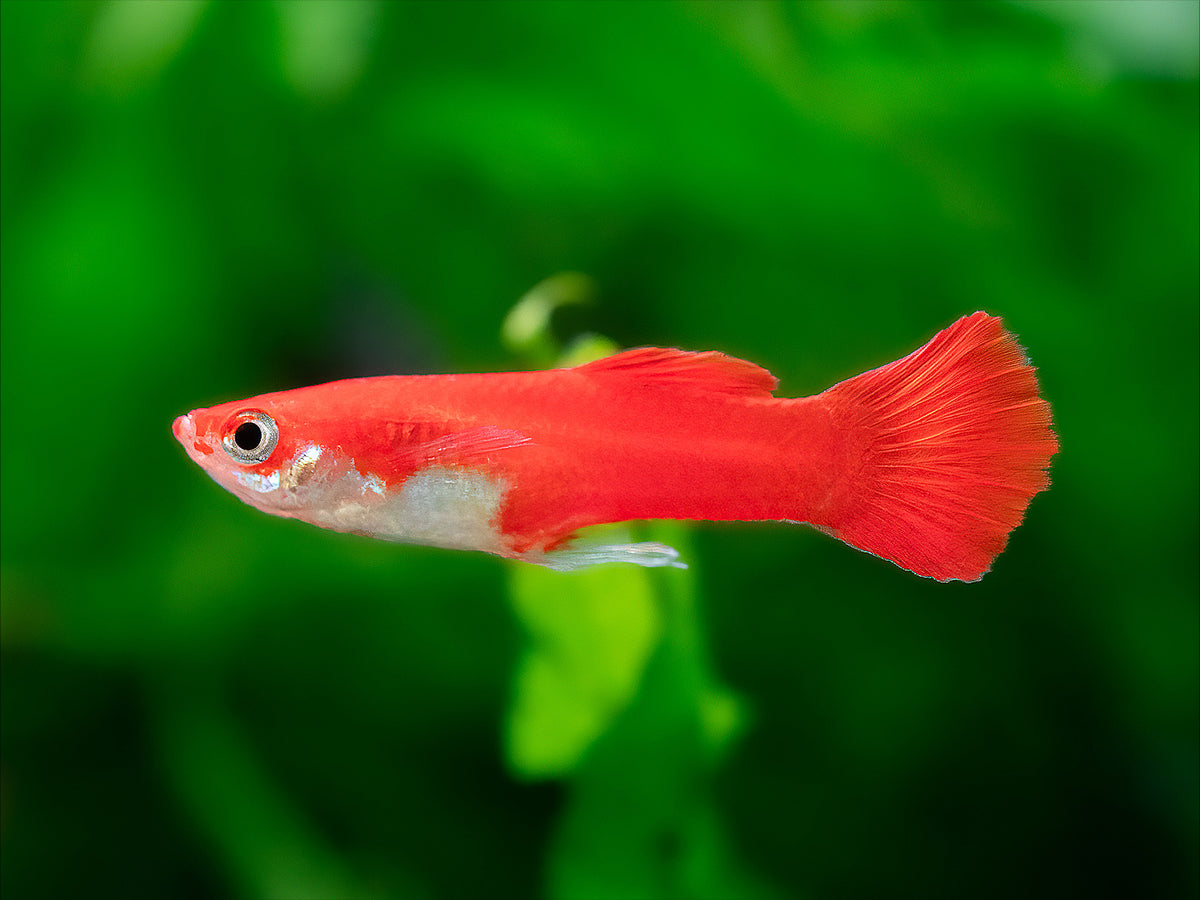 Guppy Flamingo-rot Männchen