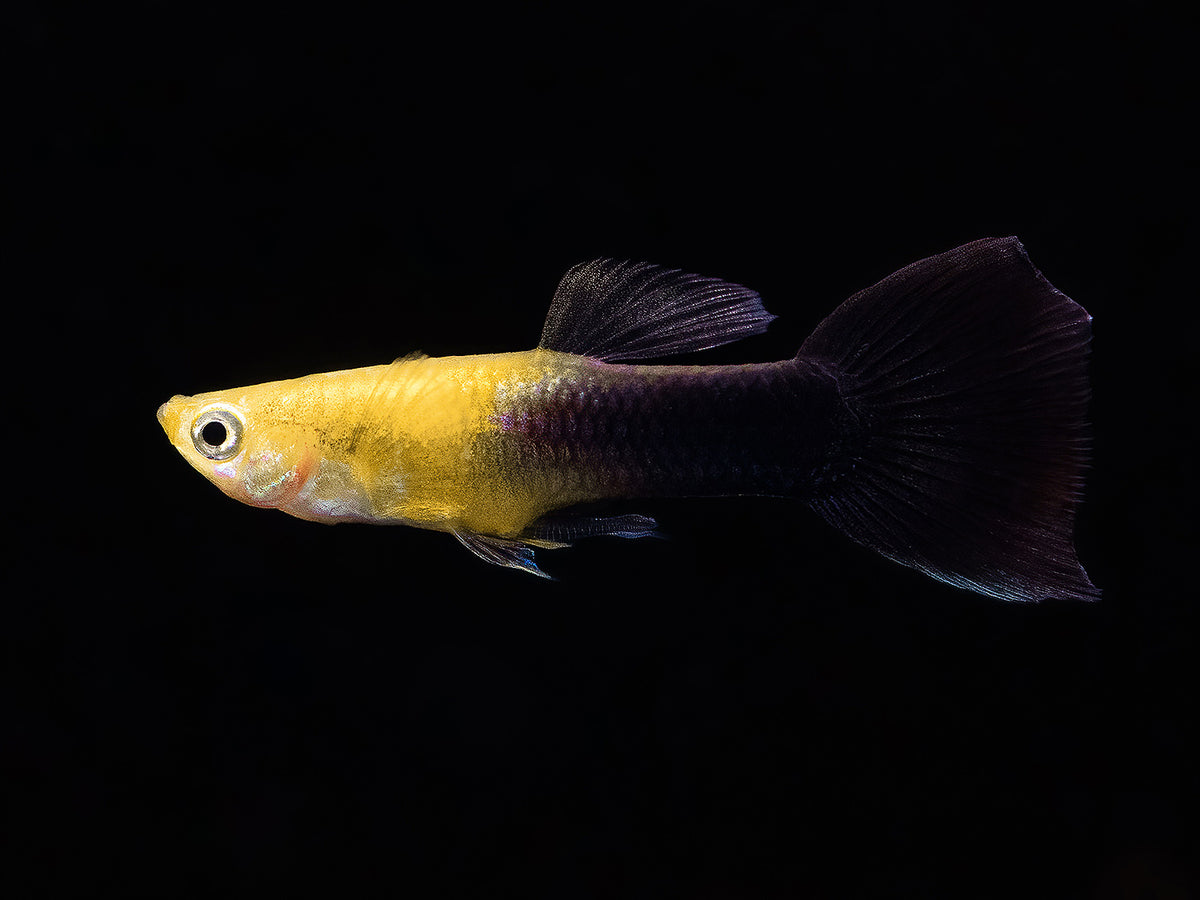 Guppy Goldkopf schwarz Männchen