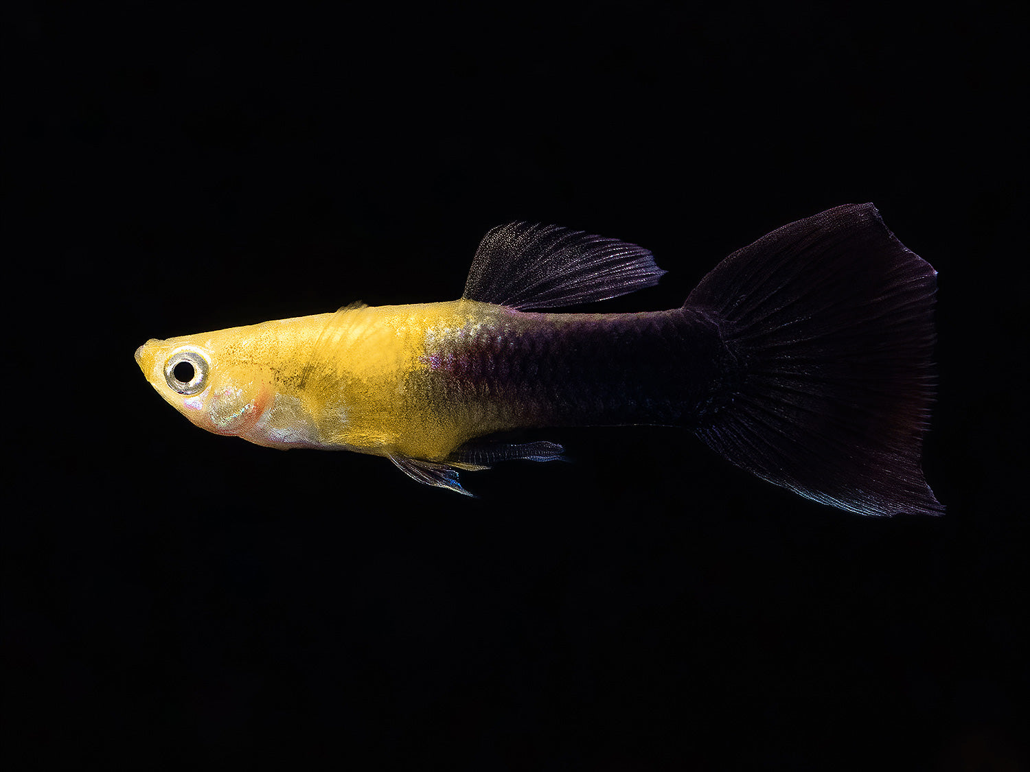 Guppy Goldkopf schwarz Männchen