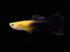 Guppy Goldkopf schwarz Männchen