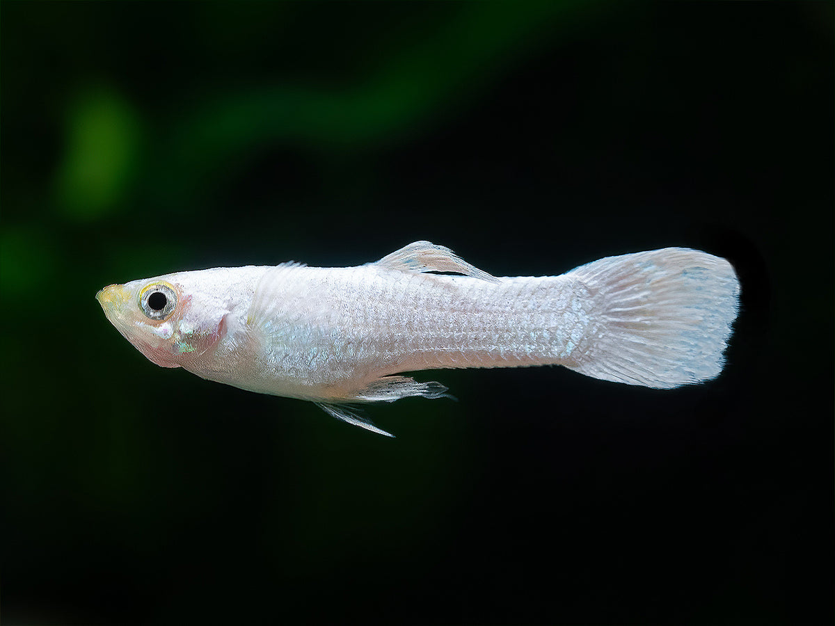 Guppy snow white Männchen