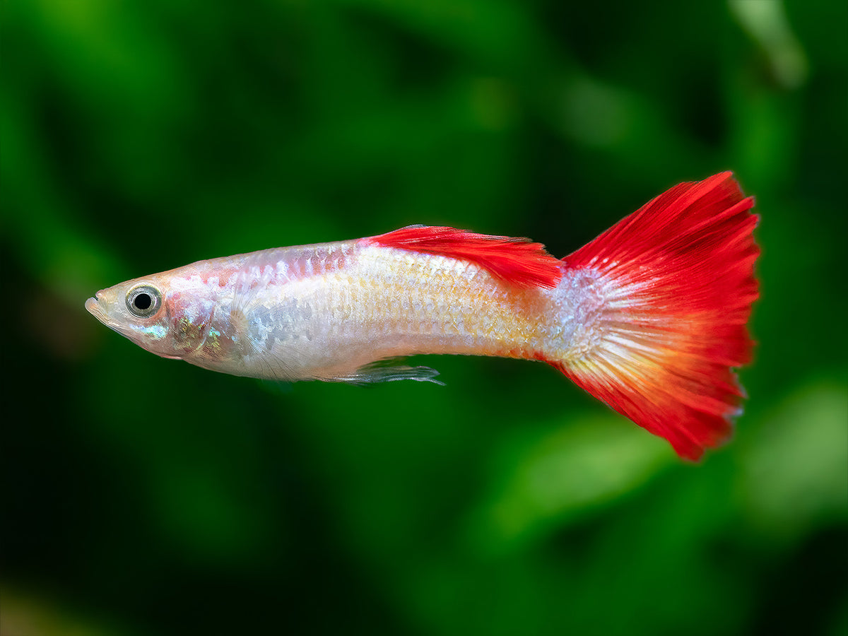 Guppy sunset Männchen