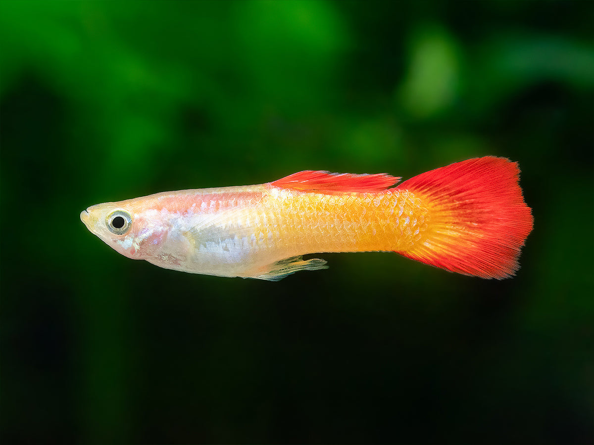 Guppy sunset Männchen