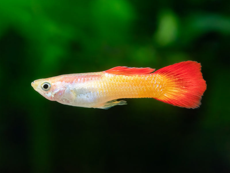 Guppy sunset Männchen