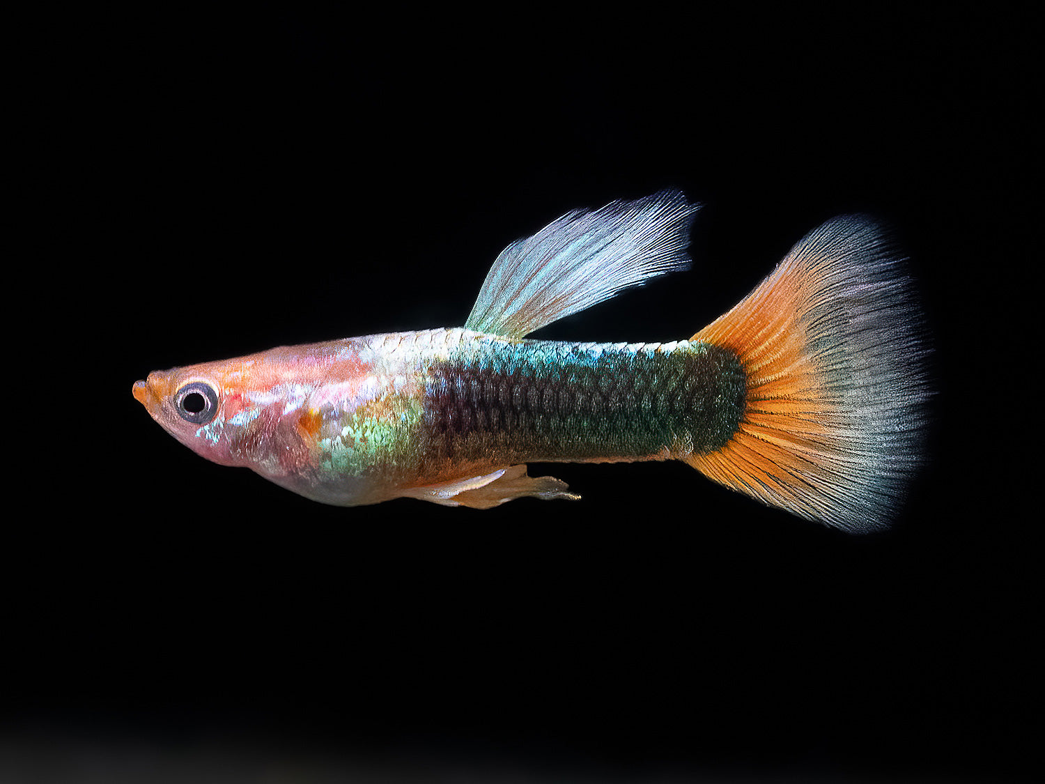 Guppy Tuxedo-rot Männchen