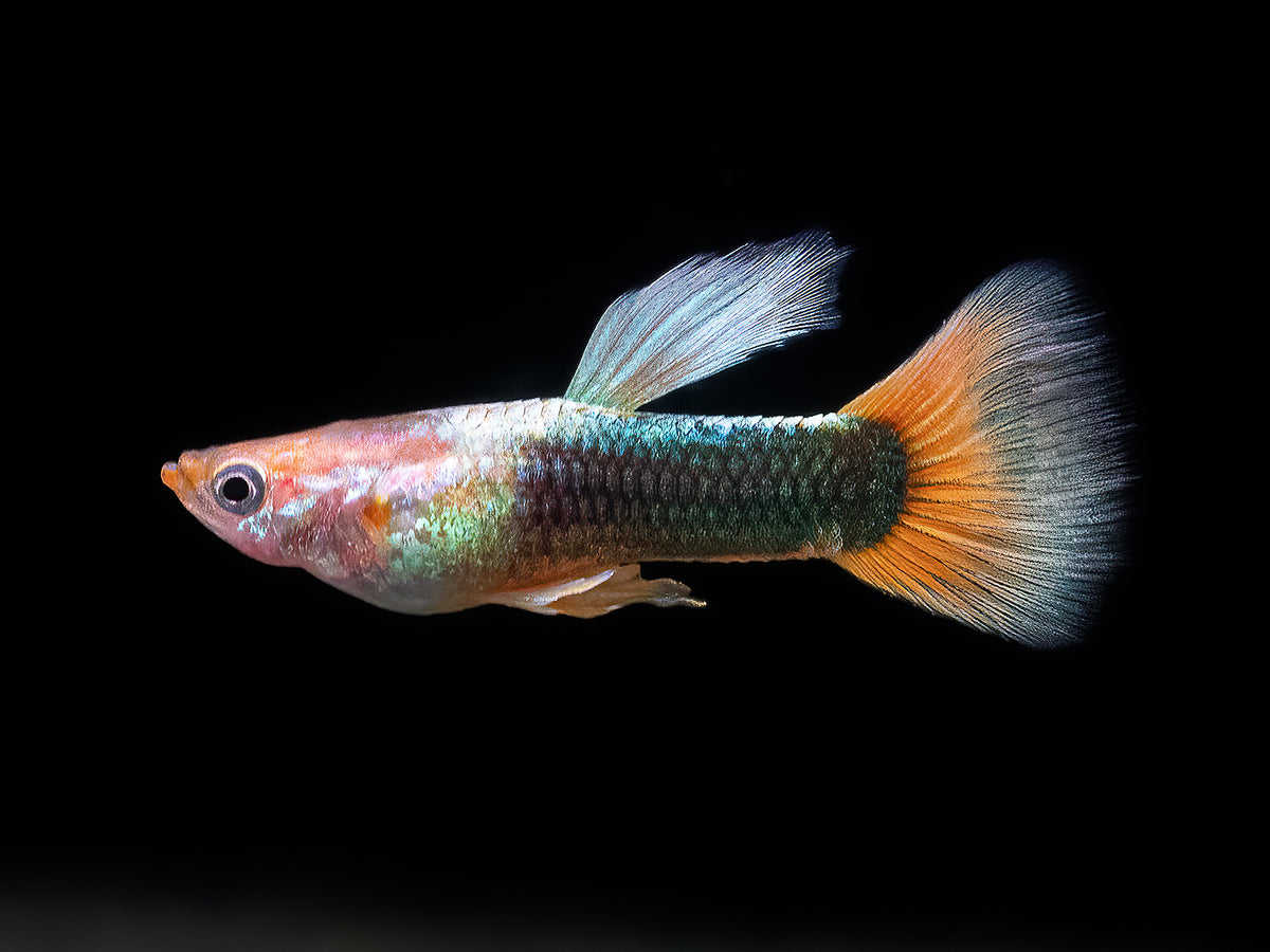 Guppy Tuxedo-rot Männchen