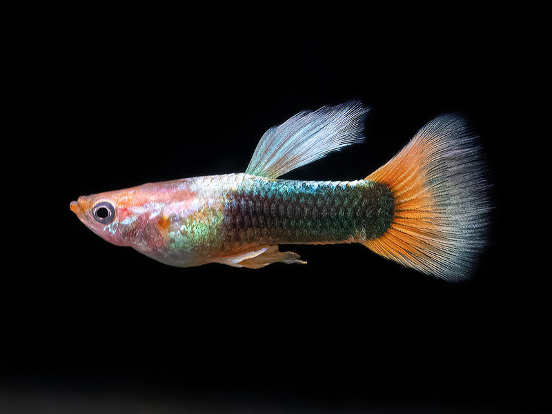 Guppy Tuxedo-rot Männchen