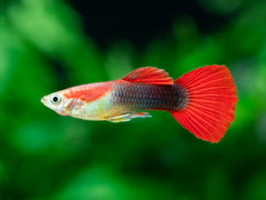 Guppy Tuxedo-rot Männchen