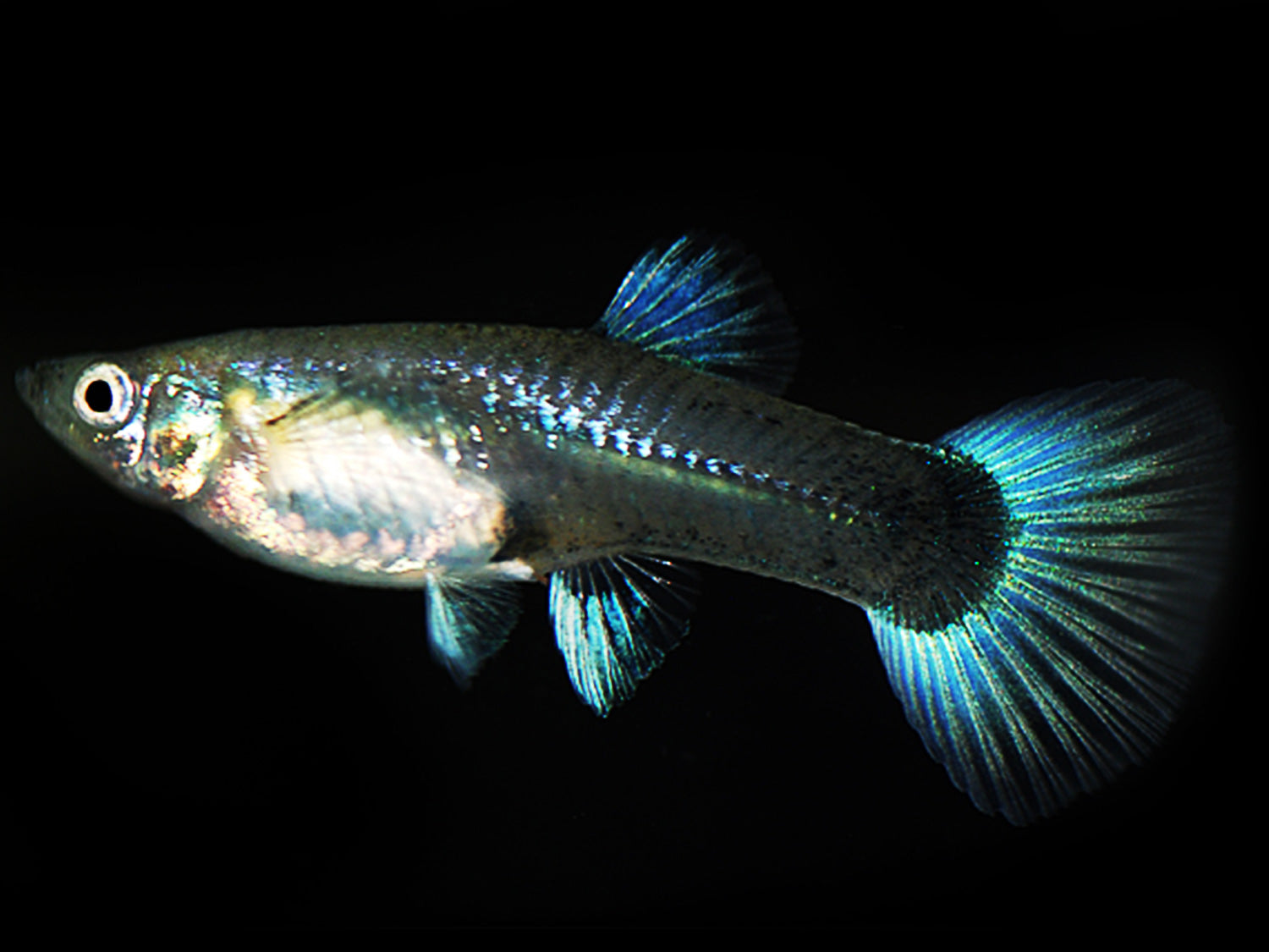 Guppy Neon-Blau Weibchen