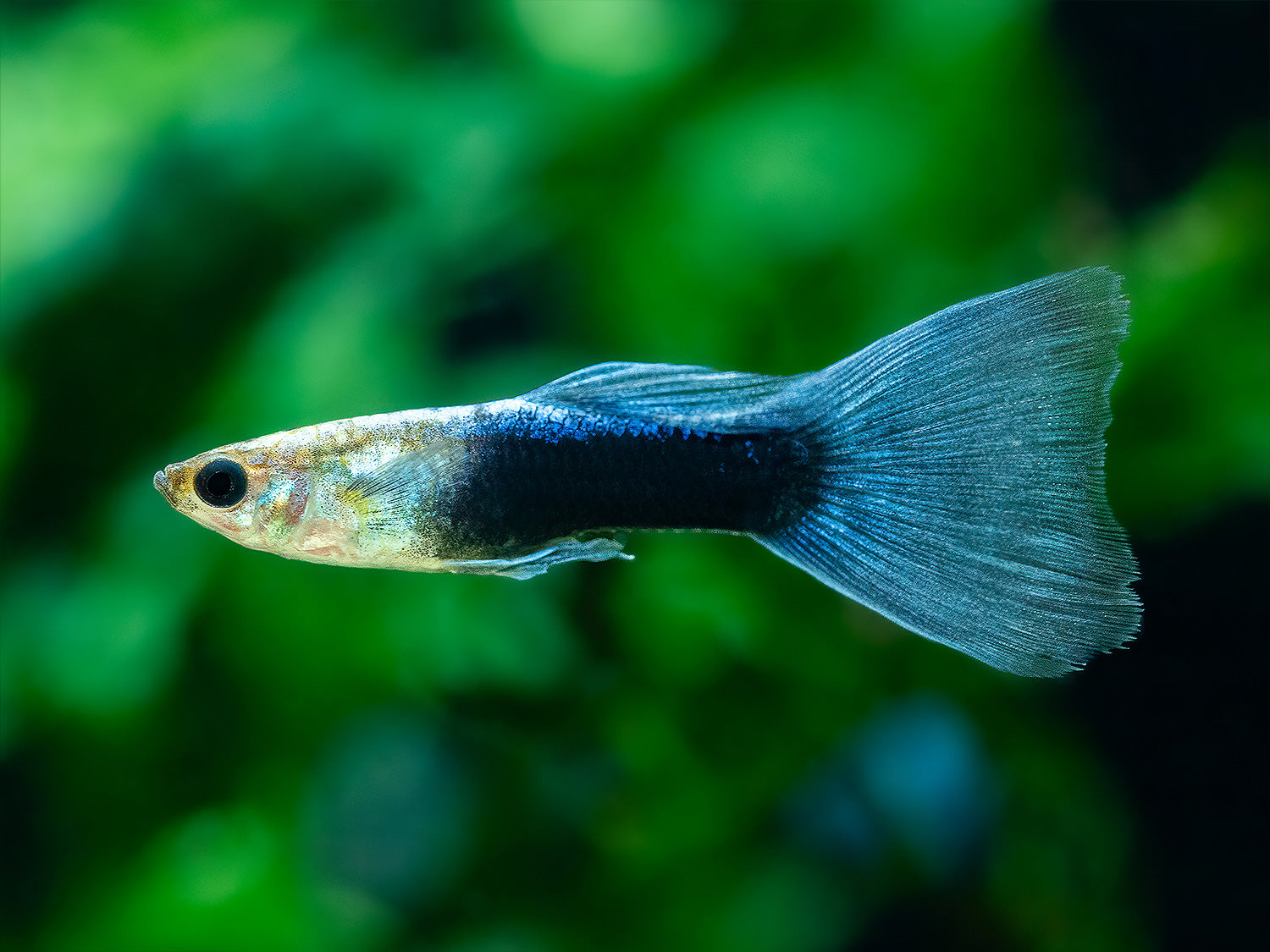 Guppy Neon-Blau Männchen