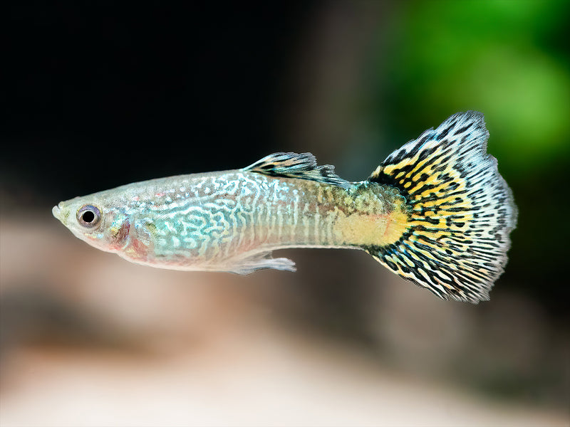 Guppy Snakeskin-gelb Männchen