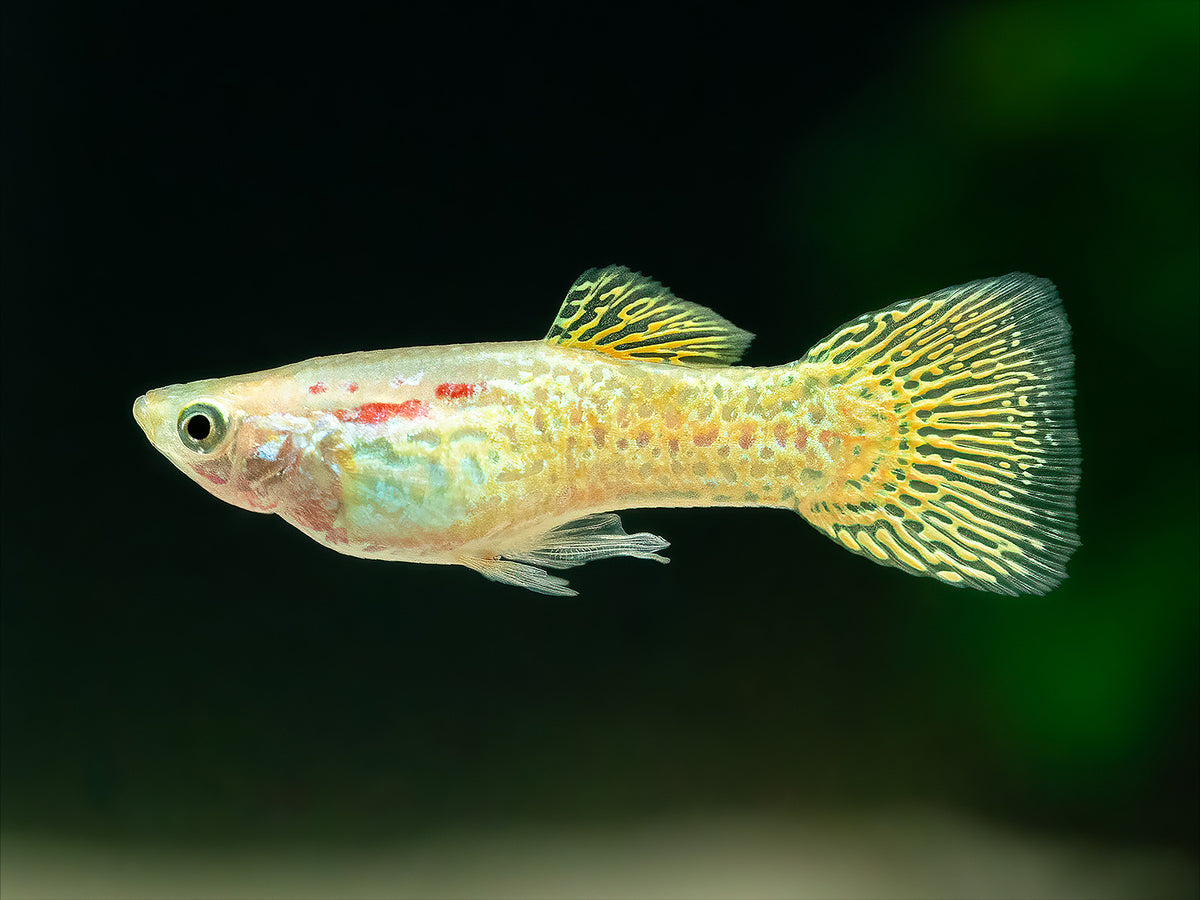 Guppy Snakeskin-gelb Männchen