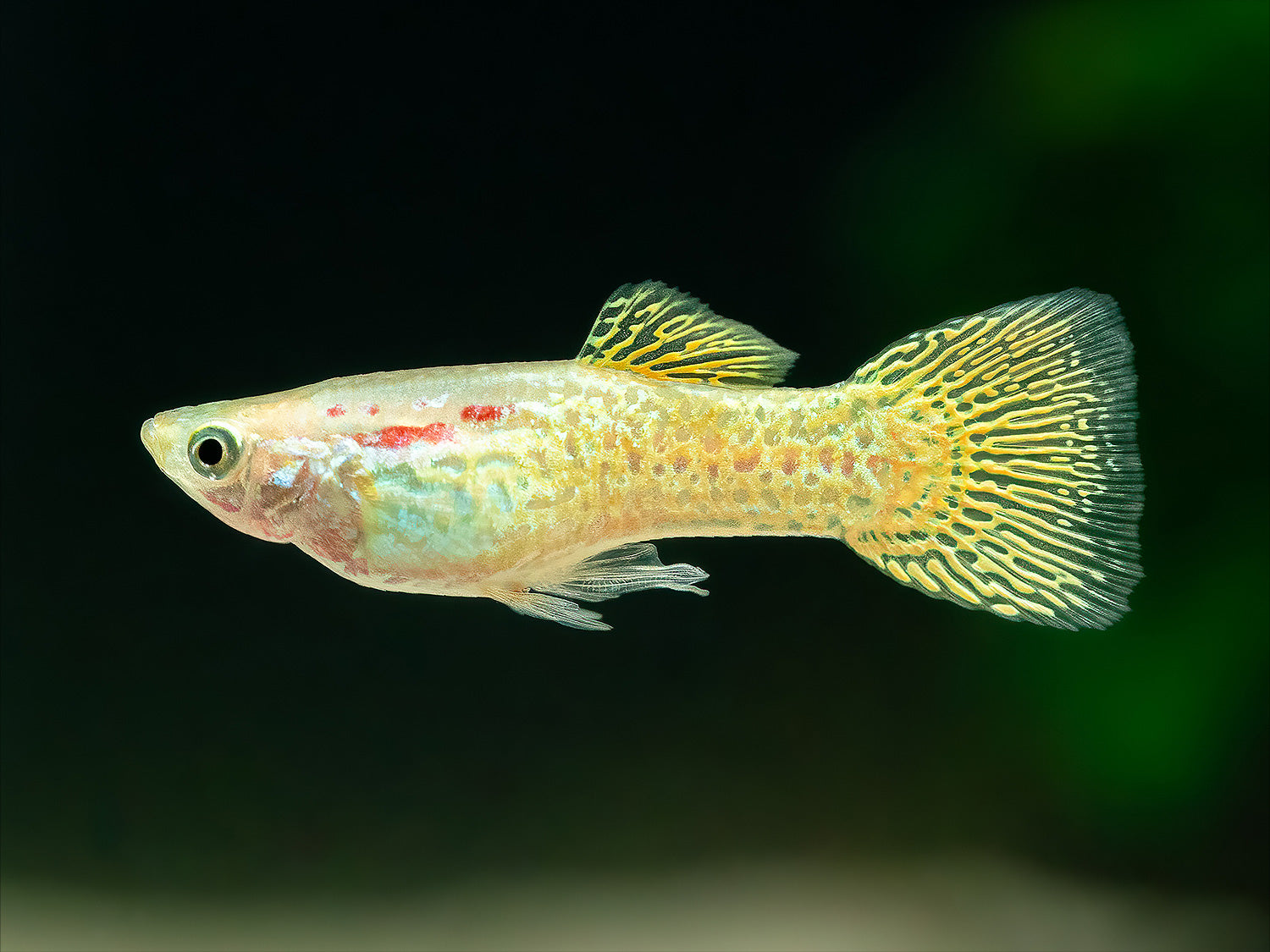 Guppy Snakeskin-gelb Männchen