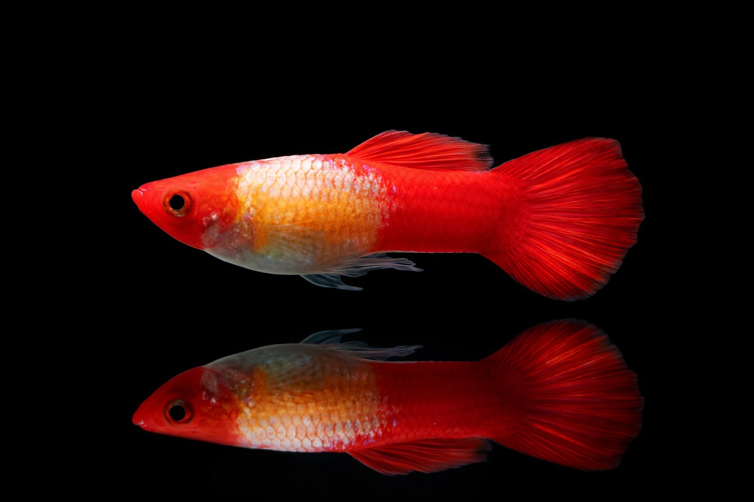 Koi Guppy Männchen