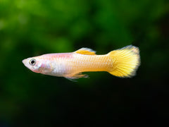 Guppy Neon gold Männchen