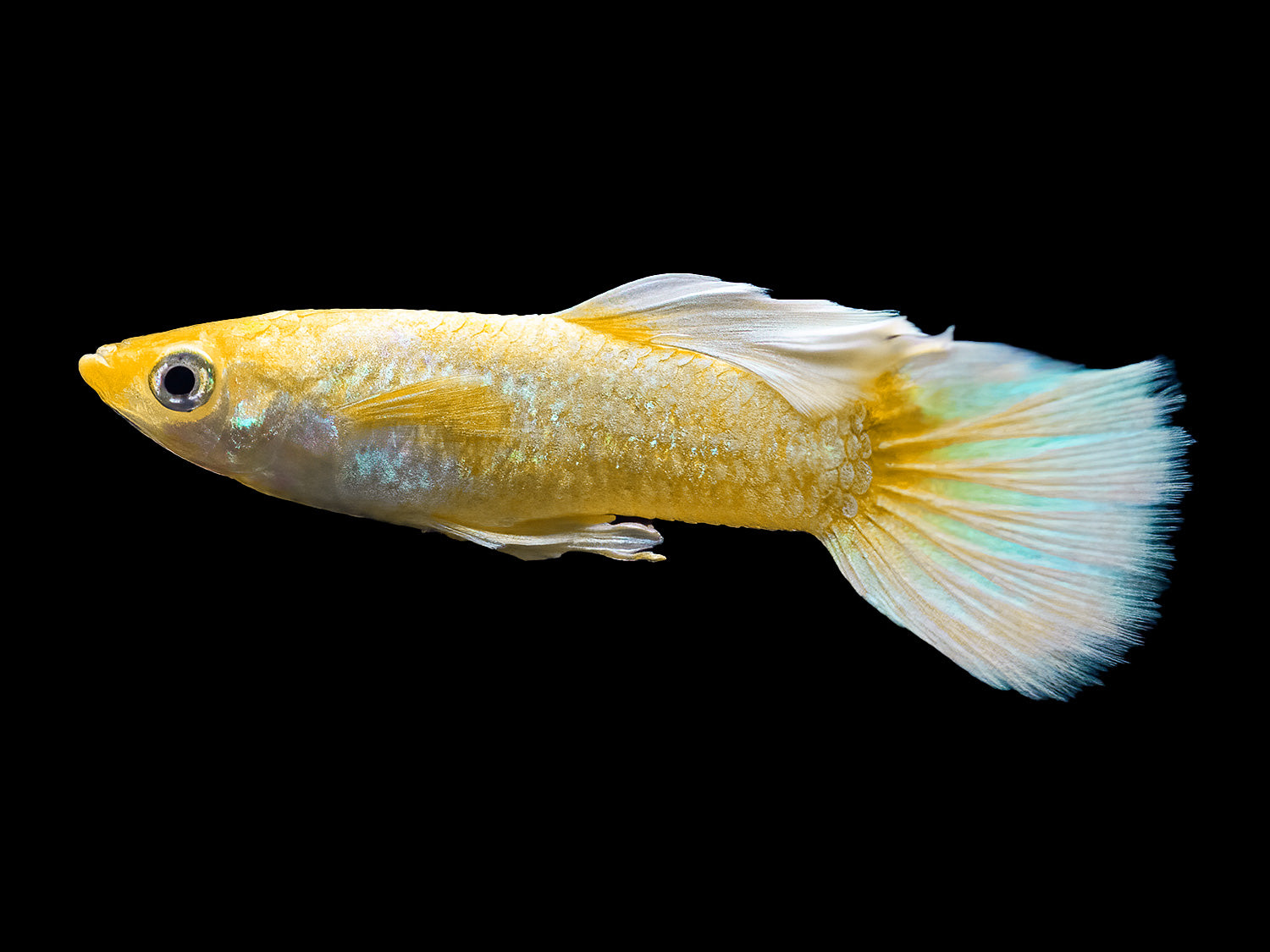 Guppy Neon gold Männchen