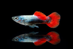 Guppy tuxedo Platinum Männchen