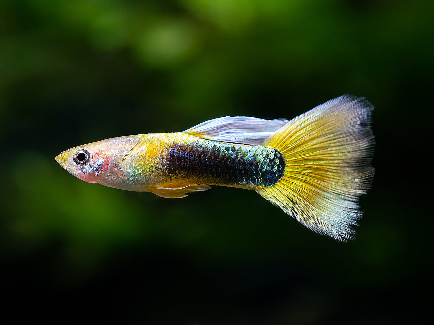Guppy Tuxedo gelb Männchen