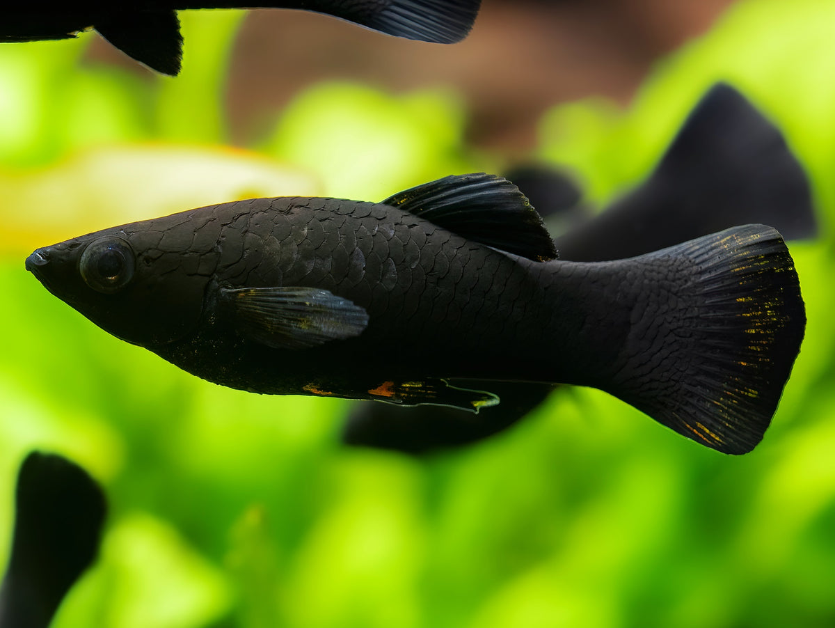 Black Molly