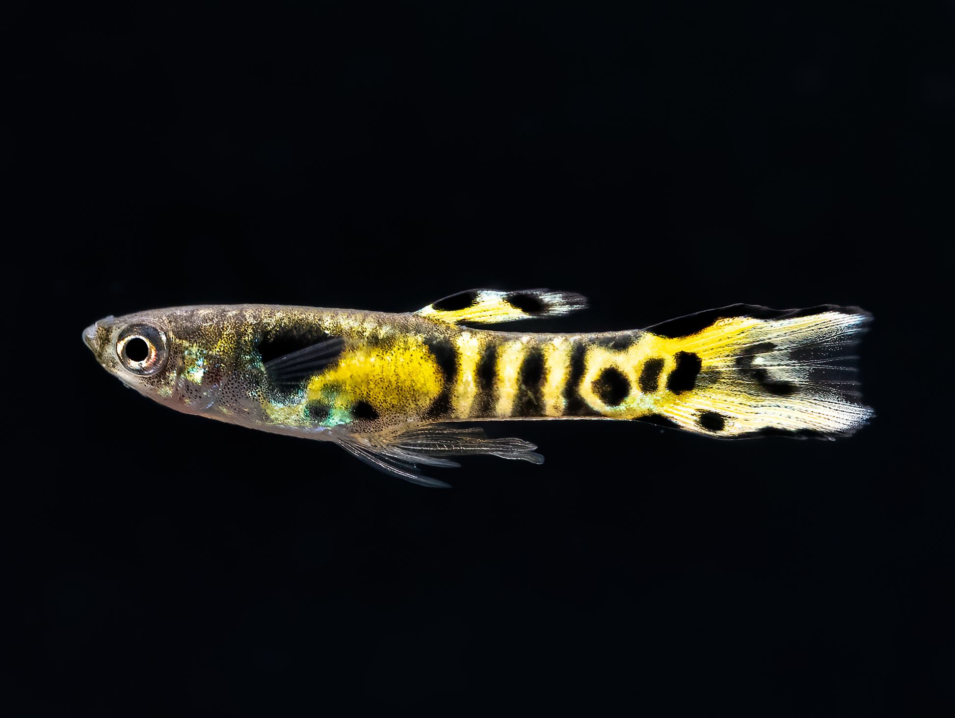 Tiger Endler Guppy