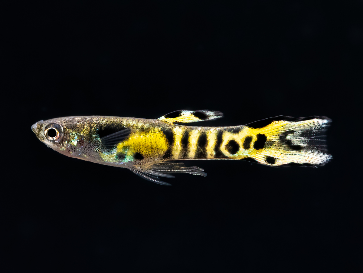 Tiger Endler Guppy