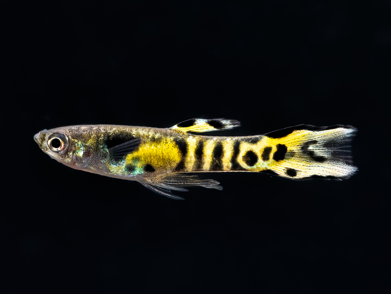 Tiger Endler Guppy