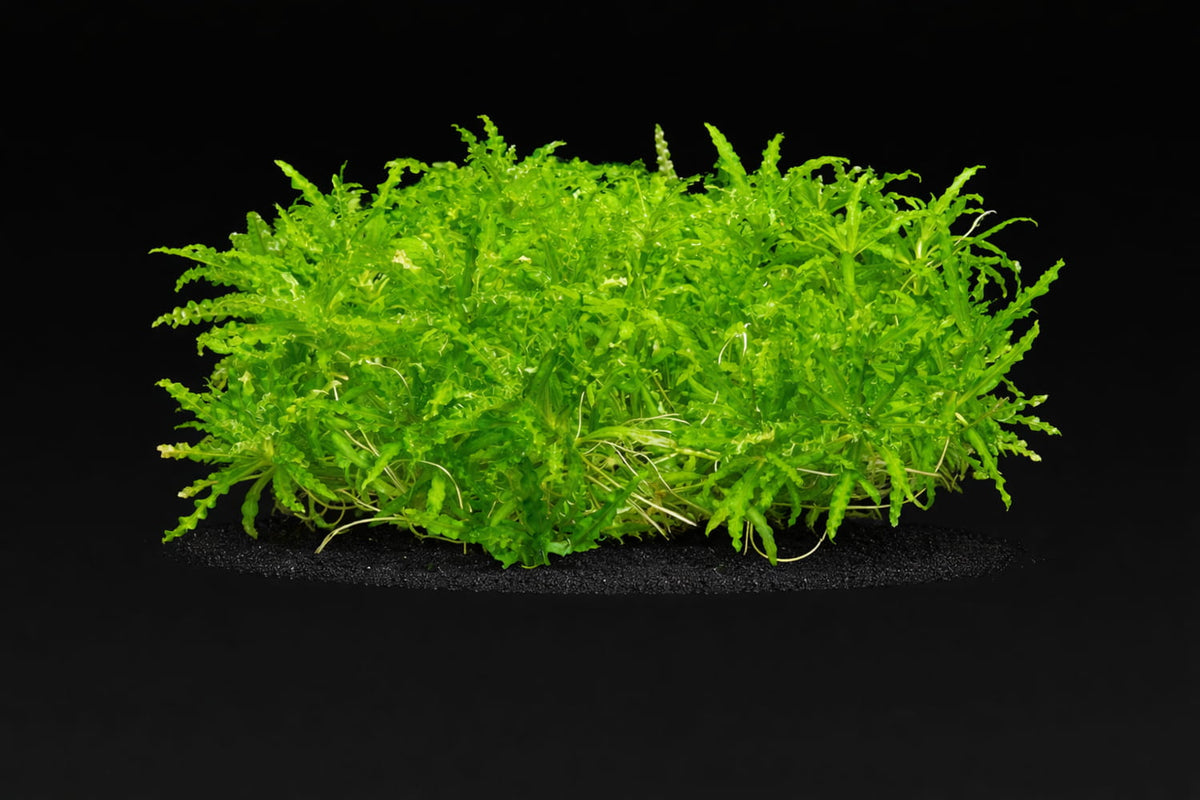 Pogostemon helferi