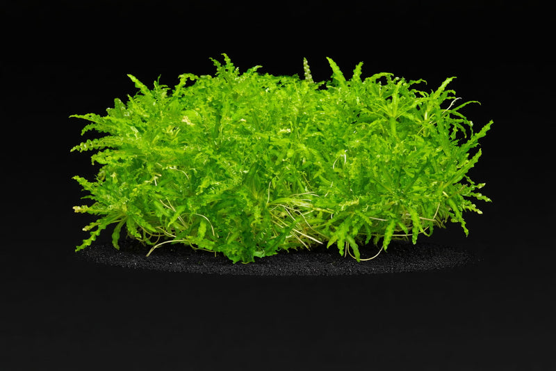 Pogostemon helferi