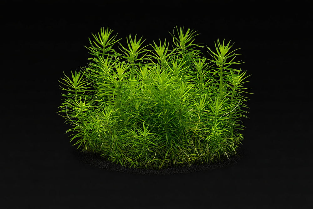 Pogostemon deccanensis (erectus)