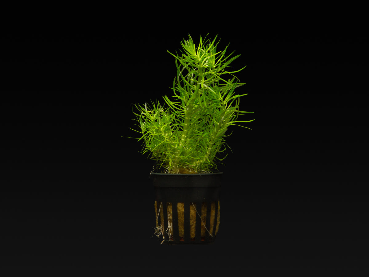 Pogostemon deccanensis (erectus)