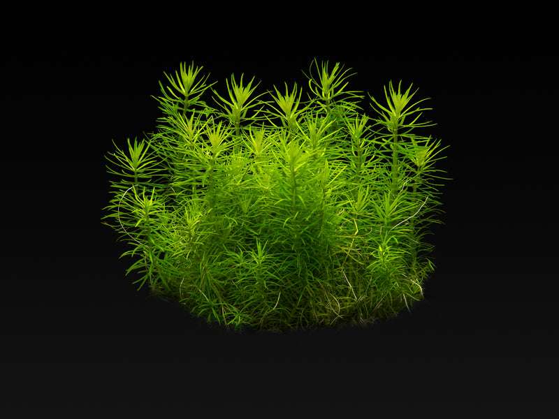 Pogostemon deccanensis (erectus)