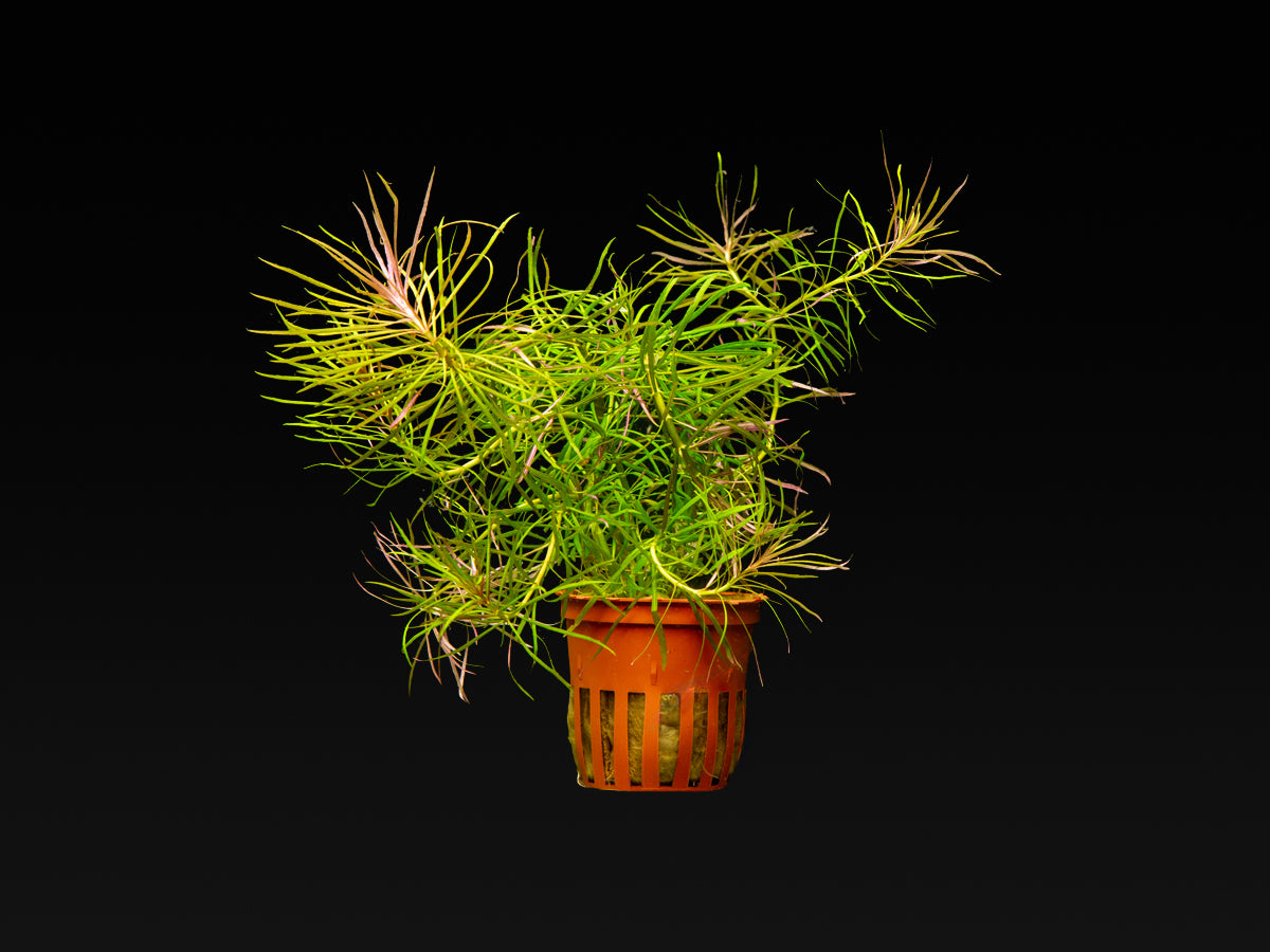 Pogostemon stellatus