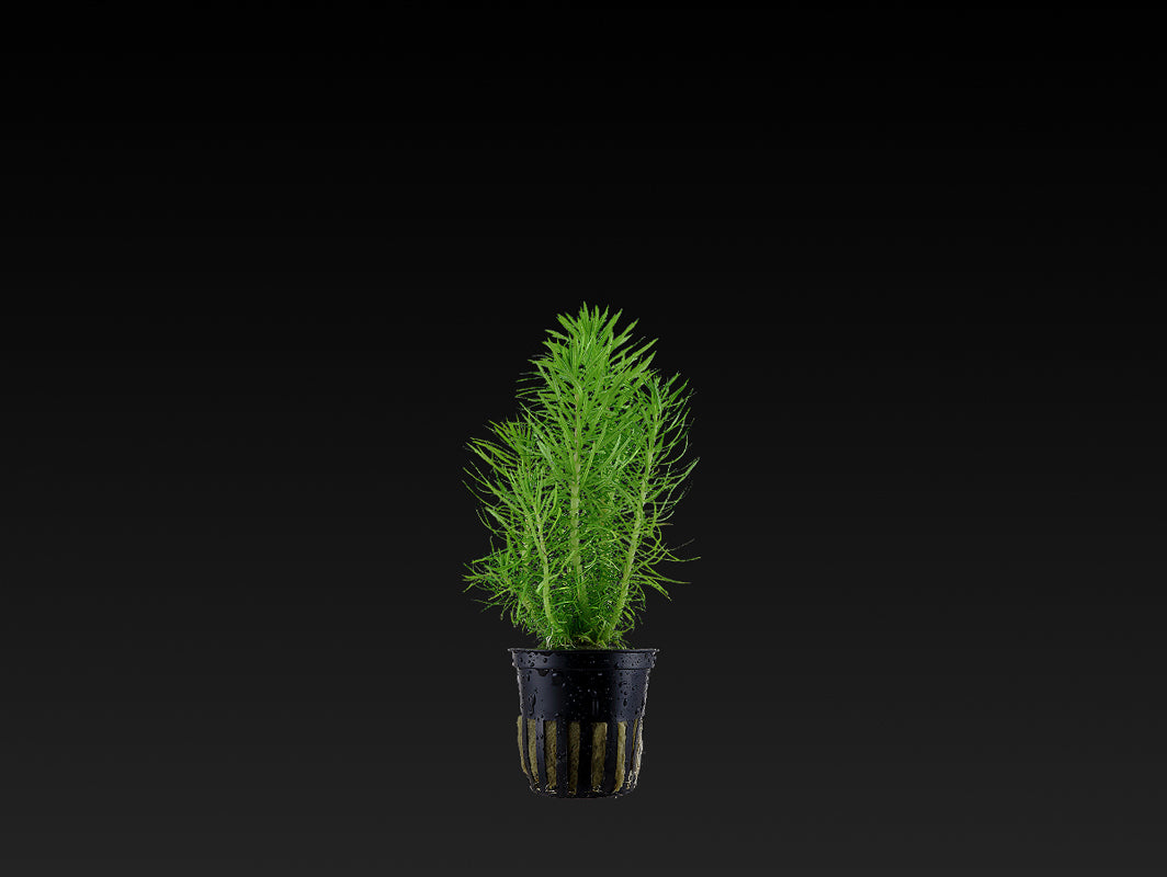 Pogostemon deccanensis (erectus)
